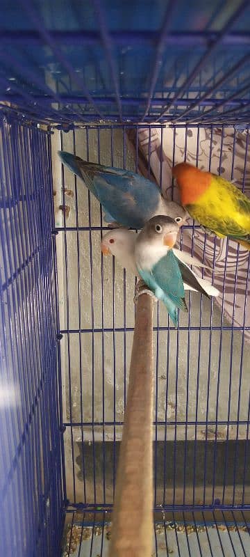 Love Birds for sale 3