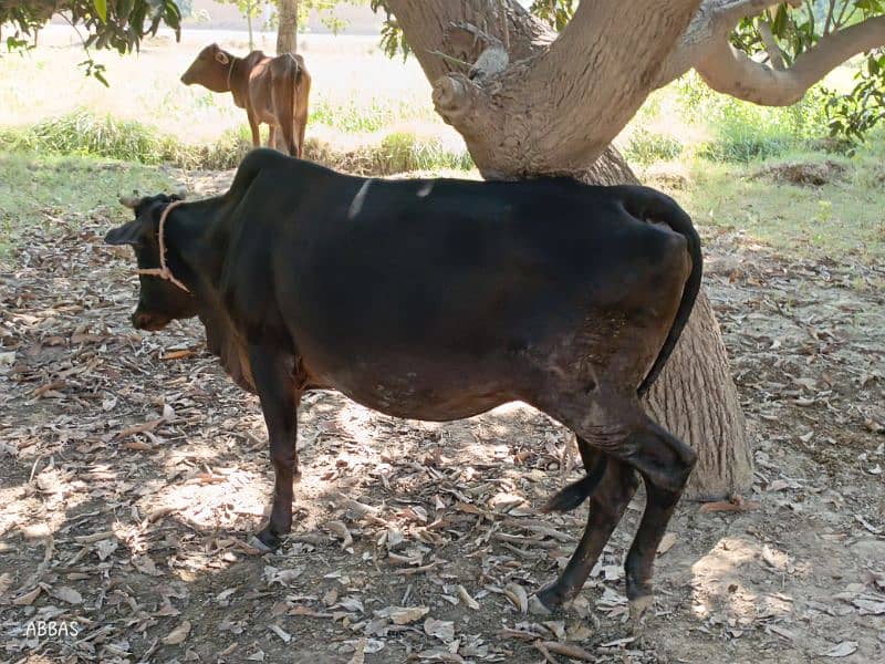 Cow for sale 1