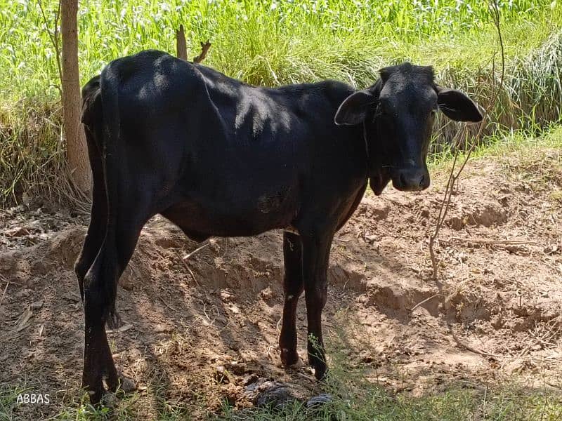 Cow for sale 5