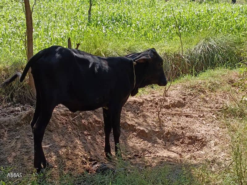 Cow for sale 6