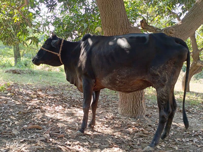 Cow for sale 7