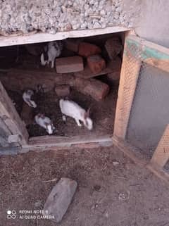 Rabbits for sale