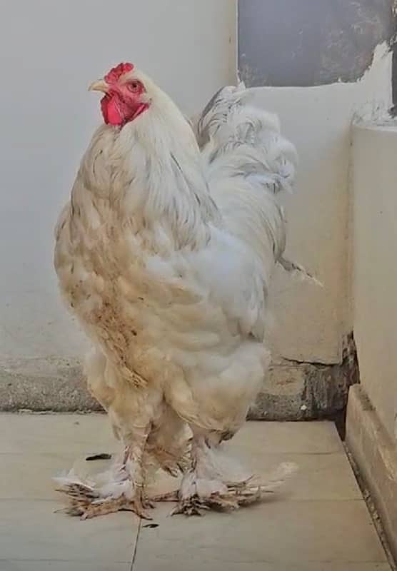 Brahma Rooster pure Breeder 0