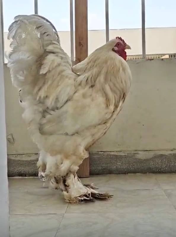 Brahma Rooster pure Breeder 1