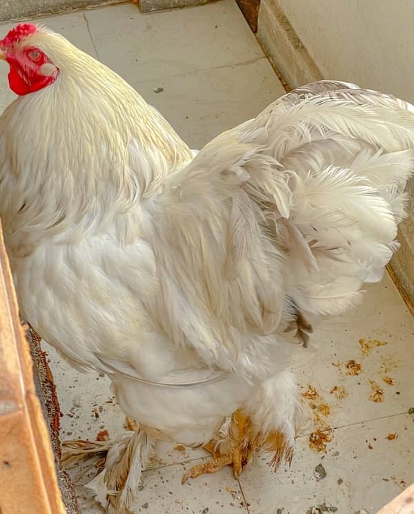 Brahma Rooster pure Breeder 2