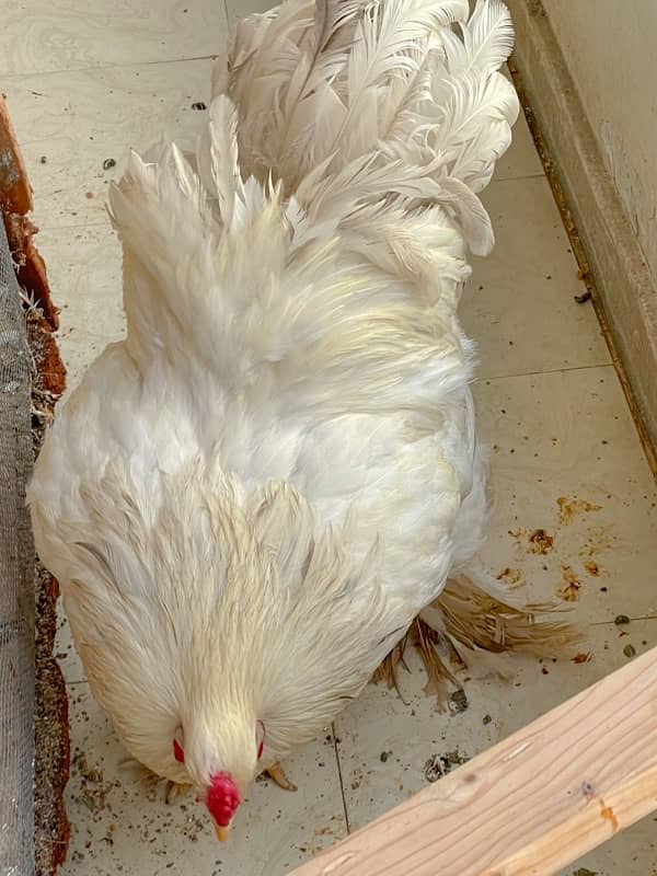 Brahma Rooster pure Breeder 3