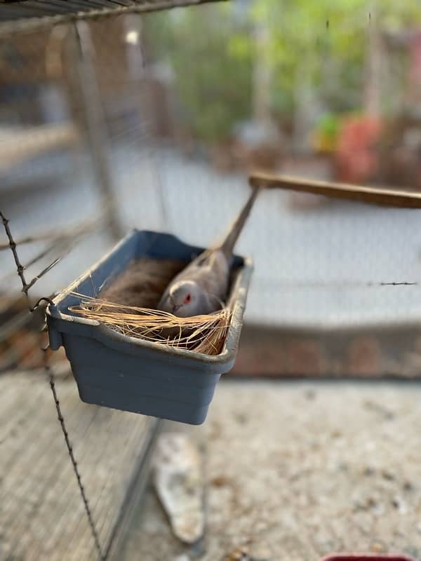 Red dove breeder pair with chicks 0