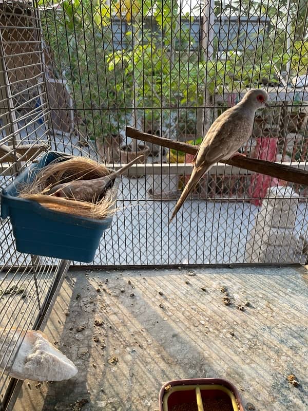 Red dove breeder pair with chicks 1