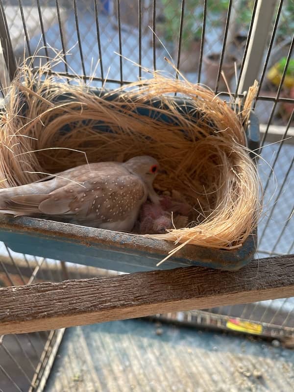 Red dove breeder pair with chicks 2