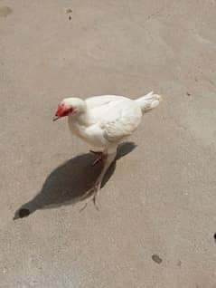 White heera aseel female for sale