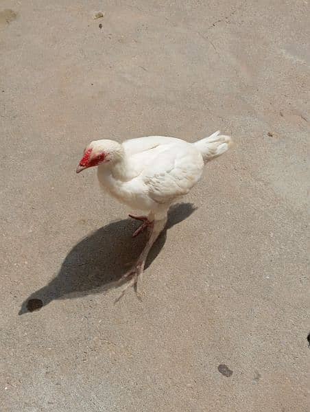 White heera aseel female for sale 0