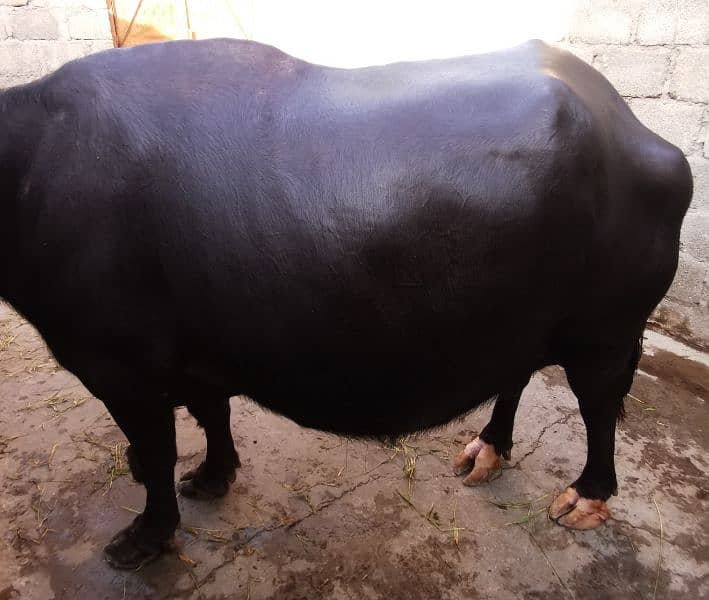 Buffalo for sale 1