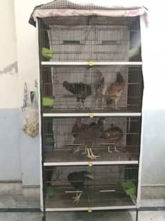 Aseel and desi Hens and cocks with 4 storey Locked cage.