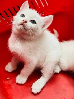 white cat russian