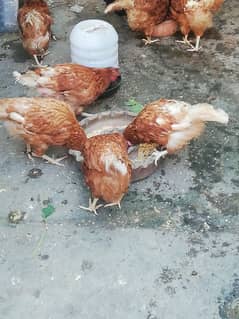 Lohman Brown Hens for sale