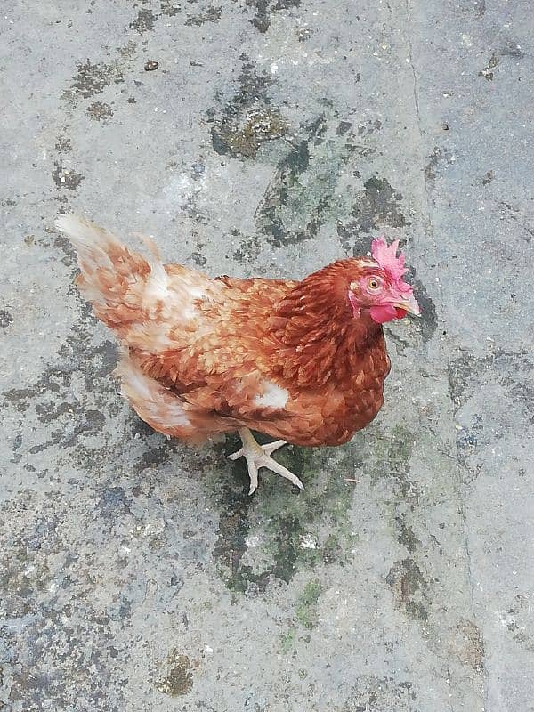 Lohman Brown Hens for sale 1