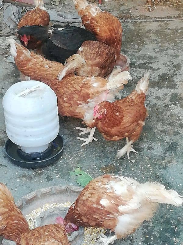 Lohman Brown Hens for sale 2