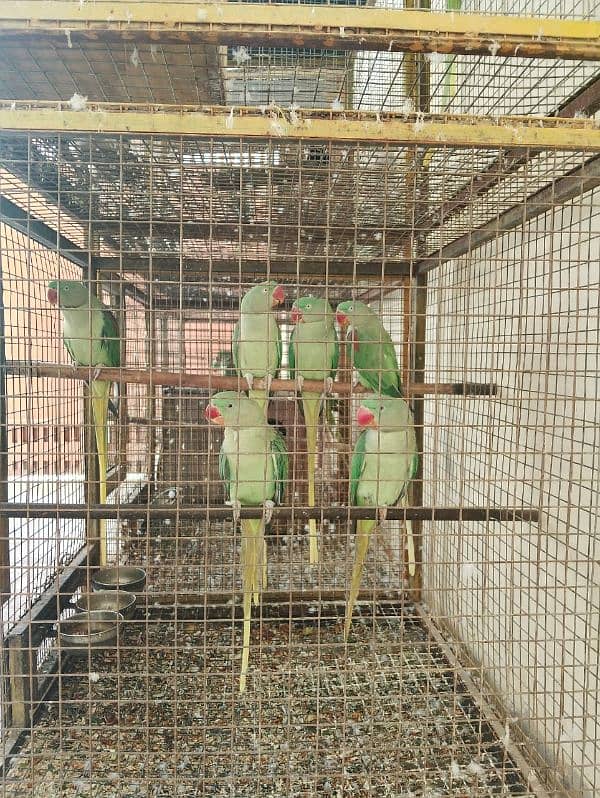 kashmiri raw parrots 2