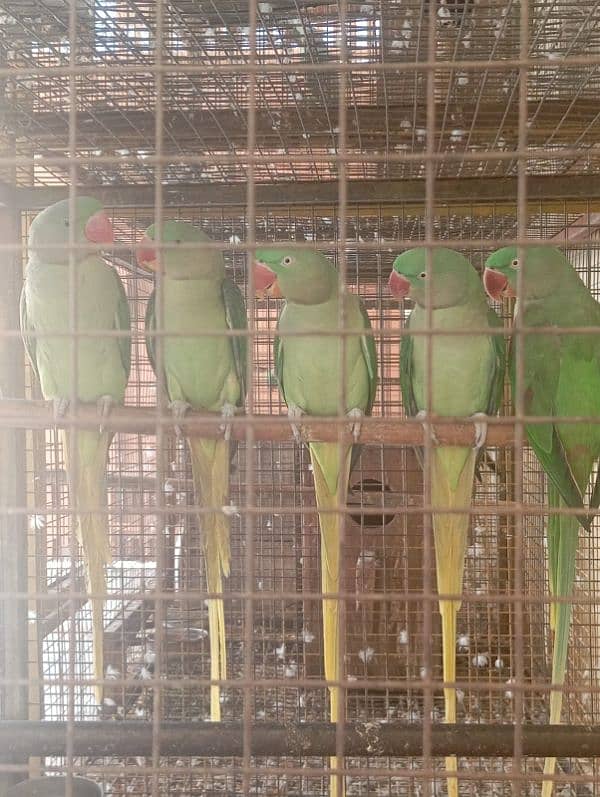 kashmiri raw parrots 3