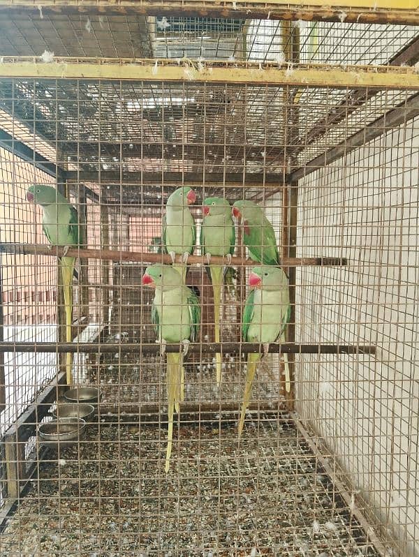 kashmiri raw parrots 4