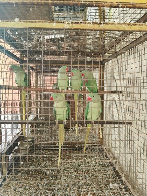 kashmiri raw parrots 5