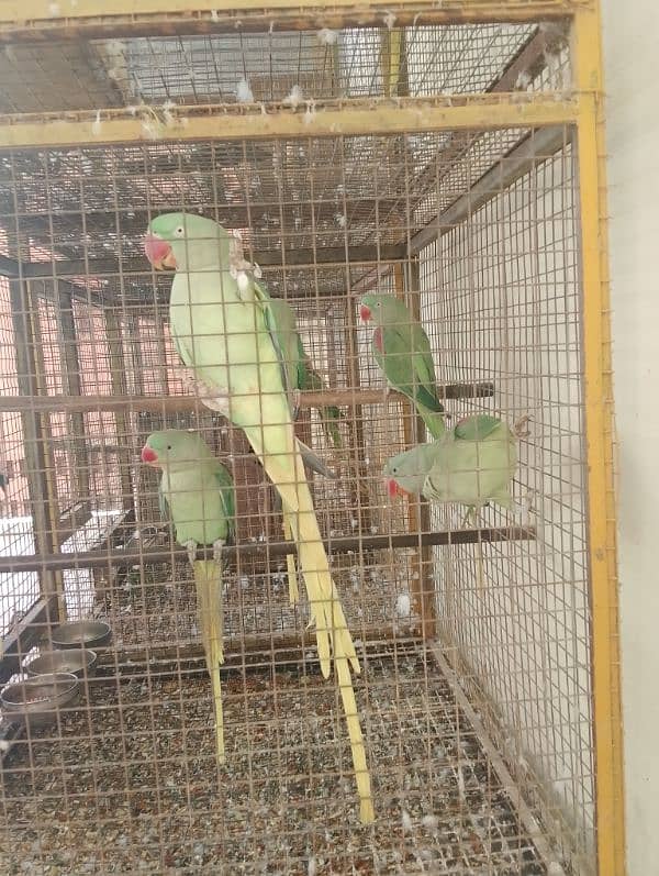 kashmiri raw parrots 6