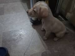 Labrador puppy female