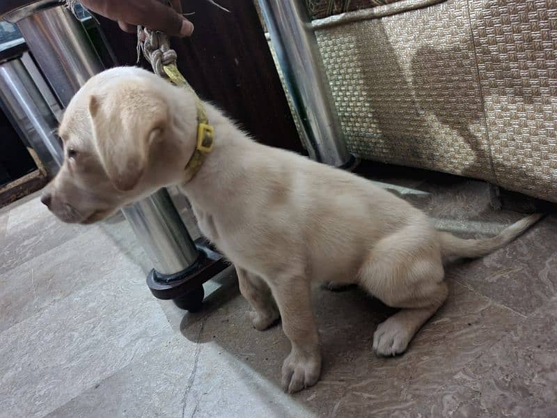 Labrador puppy female 1