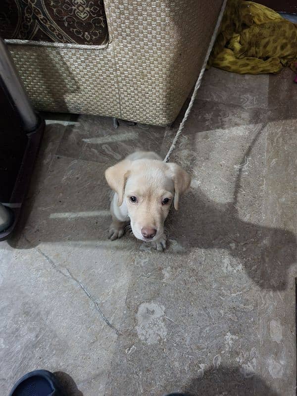 Labrador puppy female 2