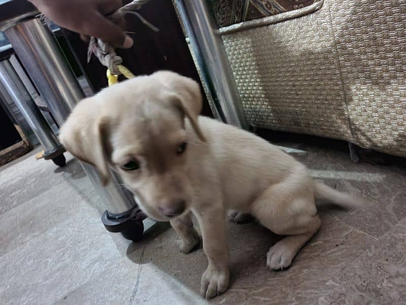 Labrador puppy female 3