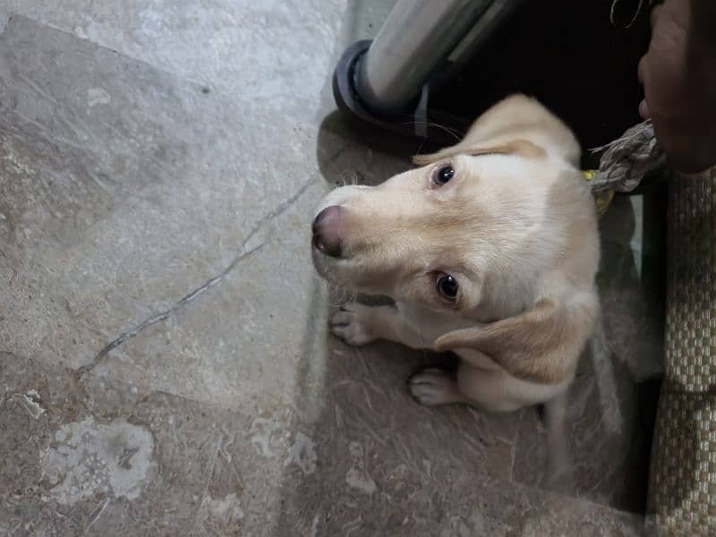 Labrador puppy female 4