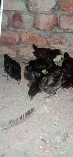 chicks foe sale