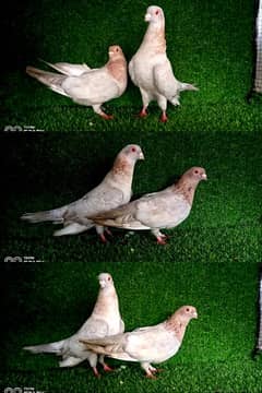 mukhi/ tedi/ golden/ laky/ Egyptian/ mix pigeon. .