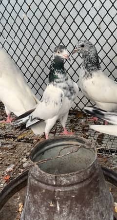 Super quality Pigeons Teddy and Sialkoti breeds