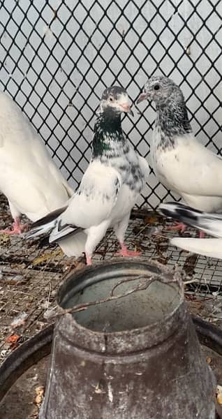 Super quality Pigeons Teddy and Sialkoti breeds 0