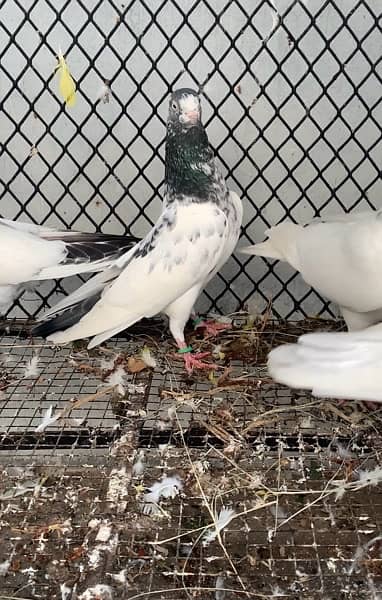 Super quality Pigeons Teddy and Sialkoti breeds 1