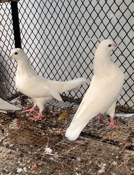 Super quality Pigeons Teddy and Sialkoti breeds 3