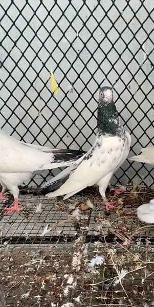 Super quality Pigeons Teddy and Sialkoti breeds 4