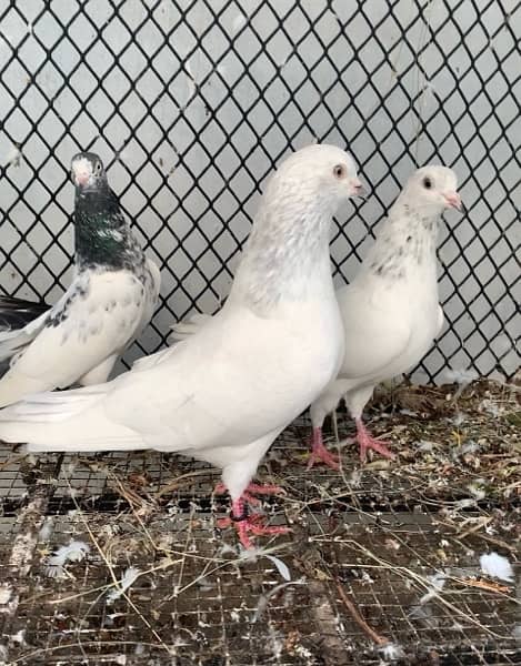 Super quality Pigeons Teddy and Sialkoti breeds 6