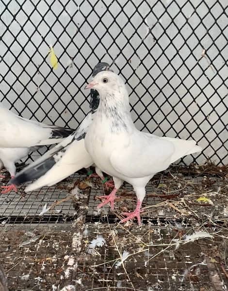 Super quality Pigeons Teddy and Sialkoti breeds 7