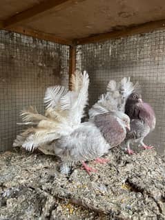 All Fancy Pigeon For Sale