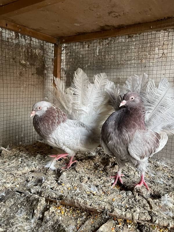 All Fancy Pigeon For Sale 1