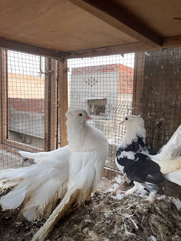 All Fancy Pigeon For Sale 2