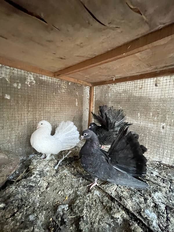 All Fancy Pigeon For Sale 3