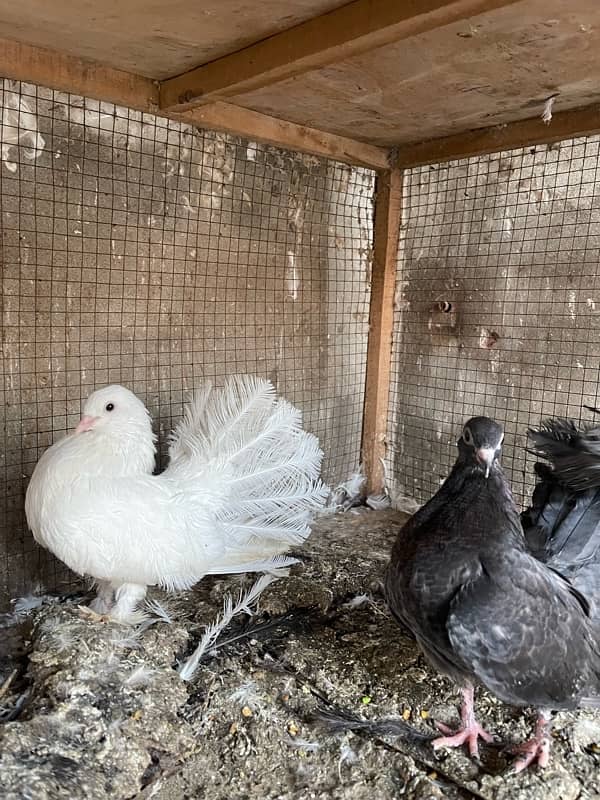 All Fancy Pigeon For Sale 4