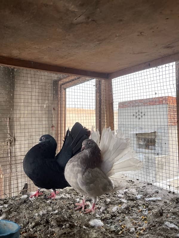 All Fancy Pigeon For Sale 5