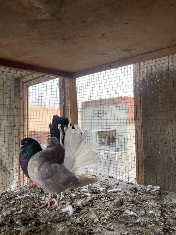 All Fancy Pigeon For Sale 6