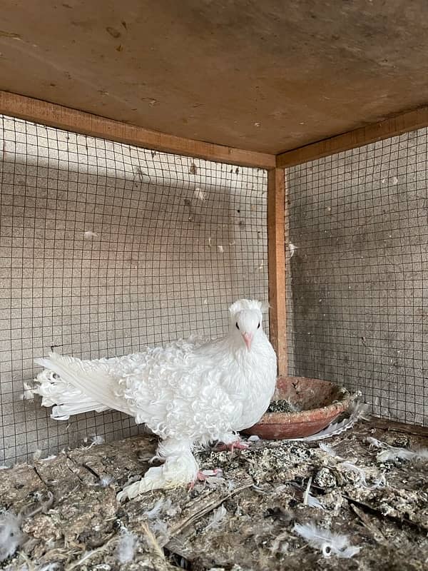 All Fancy Pigeon For Sale 7