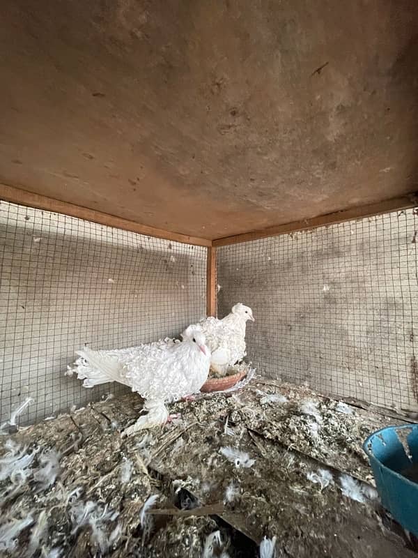 All Fancy Pigeon For Sale 8