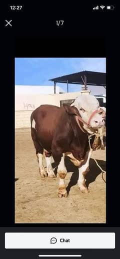 Australian Cow